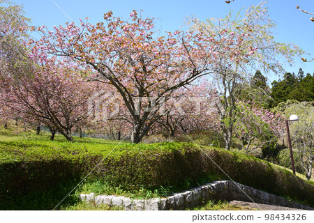 安之之裡公園 2022-4-23 #15 98434326