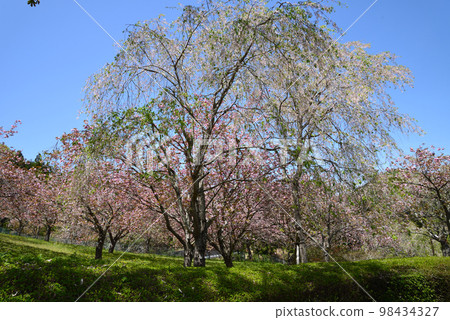 安之之裡公園 2022-4-23 #16 98434327