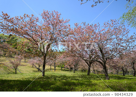 安之之裡公園 2022-4-23 #18 98434329