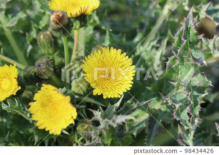 Yellow poppy flowers blooming in a winter field in Japan Yellow poppy flowers blooming in a winter field in Japan 98434426