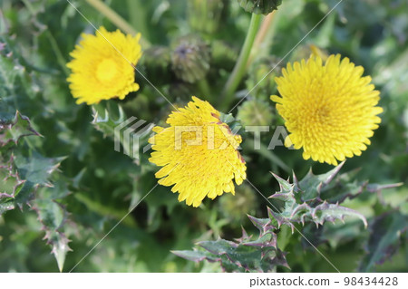 Yellow poppy flowers blooming in a winter field in Japan Yellow poppy flowers blooming in a winter field in Japan 98434428