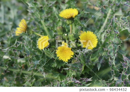 Yellow poppy flowers blooming in a winter field in Japan 98434432