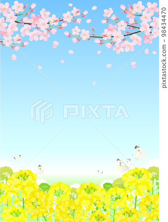 Cherry blossoms and rape blossoms Sakura blue sky 98434470