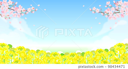 Cherry blossoms and rape blossoms Sakura blue sky Cherry blossoms and rape blossoms Sakura blue sky 98434471