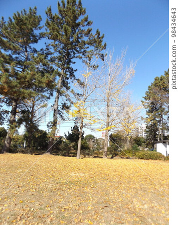 Fallen leaves of the Gongson tree covering the ground neatly 98434643