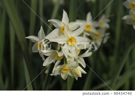 開花在日本冬天庭院裡的白色水仙花 開花在日本冬天庭院裡的白色水仙花 98434740