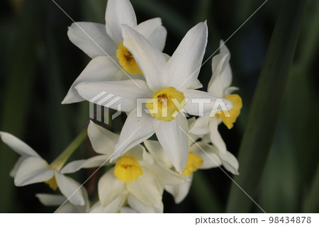 開花在日本冬天庭院裡的白色水仙花 開花在日本冬天庭院裡的白色水仙花 98434878