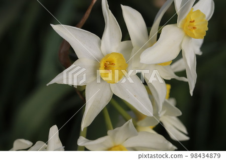 開花在日本冬天庭院裡的白色水仙花 開花在日本冬天庭院裡的白色水仙花 98434879