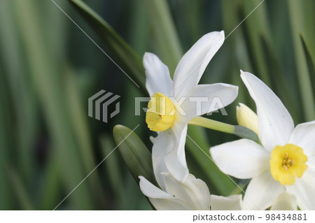 開花在日本冬天庭院裡的白色水仙花 開花在日本冬天庭院裡的白色水仙花 98434881
