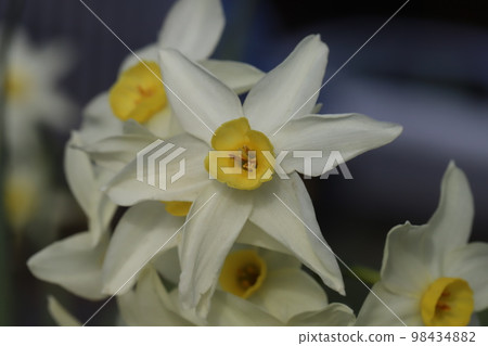 開花在日本冬天庭院裡的白色水仙花 98434882