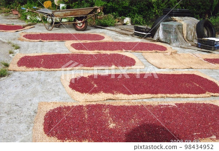 Adzuki beans drying in the sun in a farmer's garden 98434952