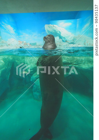 standing up sea lion 98435137