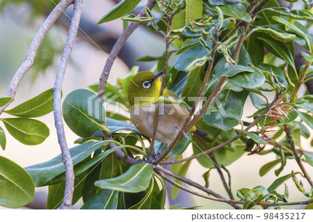 棲息在樹枝上的繡眼鳥(韌公園) 棲息在樹枝上的繡眼鳥(韌公園) 98435217