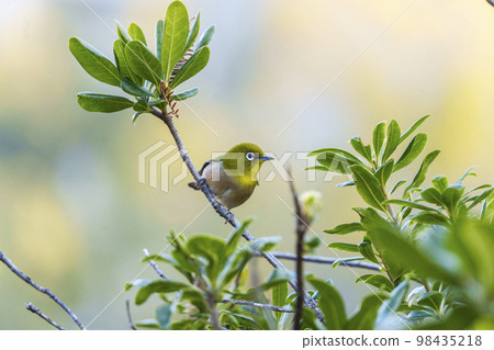 White-eye perched on a tree branch (Utsubo Park) White-eye perched on a tree branch (Utsubo Park) 98435218