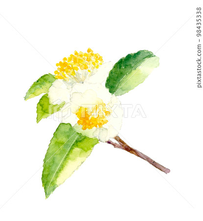 枝葉盛開的茶花插畫素材【手繪水彩畫】白底透明背景 枝葉盛開的茶花插畫素材【手繪水彩畫】白底透明背景 98435338