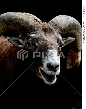 Mufflon Mufflon 98435450