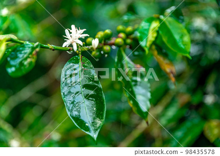 coffee fruit blossom on a branch in the rain forest in the rain 98435578