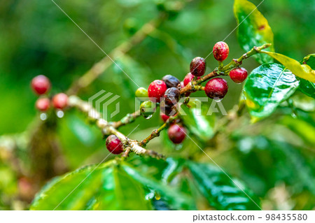 ripe coffee fruits on a branch in the rain forest in the rain 98435580