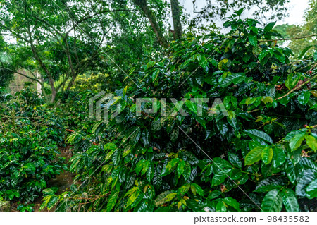 organic coffee plantation in rain forest organic coffee plantation in rain forest 98435582
