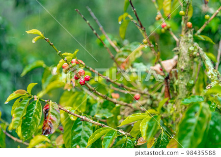 organic coffee plantation in rain forest 98435588