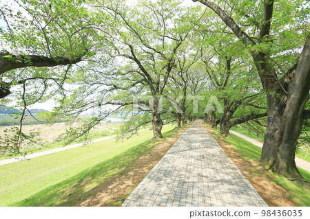 Kyoto [Spring] Yodo River embankment 98436035
