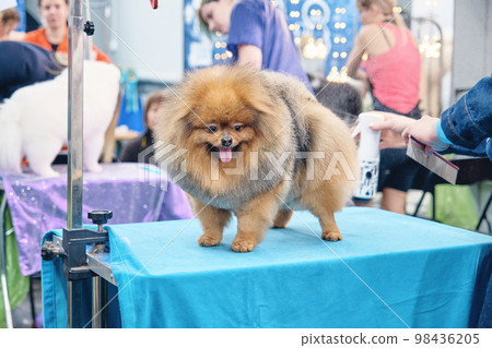 Charming Pomeranian dog stands on the table after grooming. 98436205