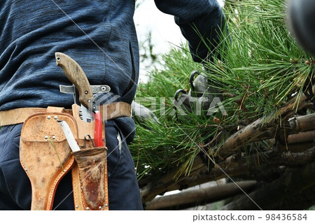 Pruning work of black pine Pruning work of black pine 98436584