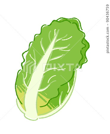 Cabbage 98436759