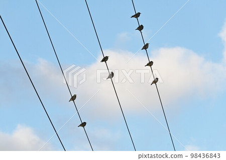八哥擱在電線上 八哥擱在電線上 98436843