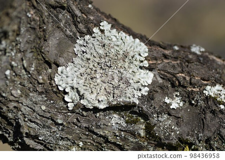 Umenokigoke(梅樹苔蘚) Umenokigoke(梅樹苔蘚) 98436958