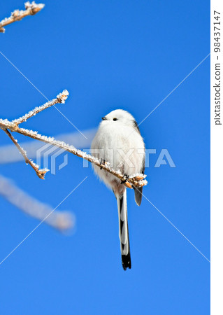 Long-tailed long-tailed moth Hokkaido snow fairy wild bird 98437147