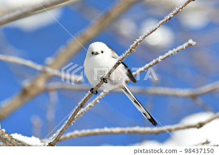 Long-tailed long-tailed moth Hokkaido snow fairy wild bird Long-tailed long-tailed moth Hokkaido snow fairy wild bird 98437150