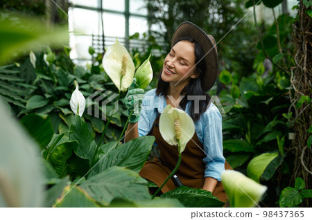 Portrait of young woman gardener admiring blooming callas Portrait of young woman gardener admiring blooming callas 98437365