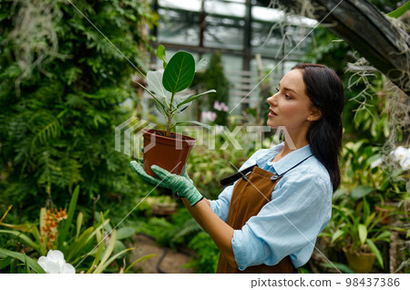 Young woman gardener holding pot and looking at green ficus flower 98437386