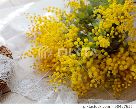 室內:花邊和含羞草花 室內:花邊和含羞草花 98437635