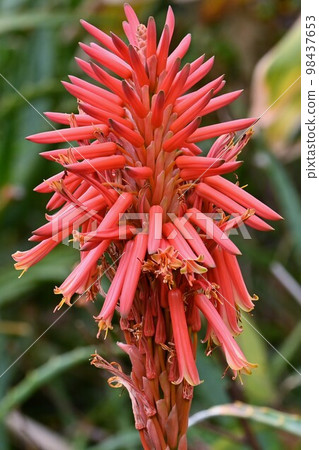 Flower of Kidachiaroe 98437653