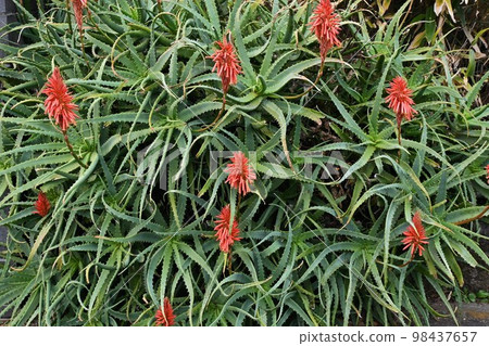 Flower of Kidachiaroe Flower of Kidachiaroe 98437657