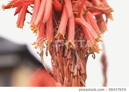 Flower of Kidachiaroe 98437659