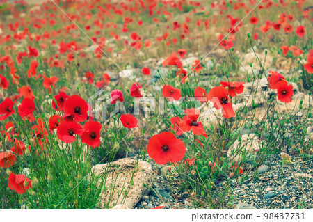 a scattering of red poppies 98437731