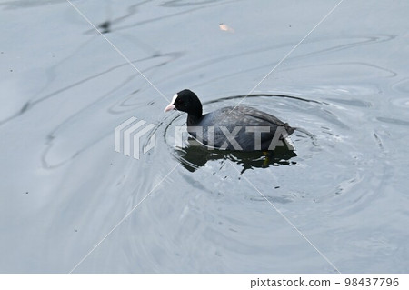 Stream coot 98437796