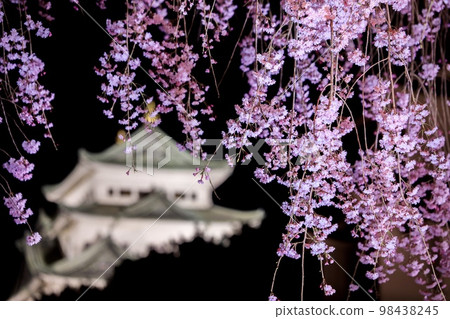 Nagoya City Weeping cherry blossoms and illuminated Nagoya Castle 98438245