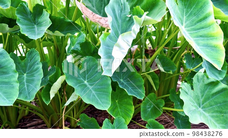 夏天的綠芋田 98438276