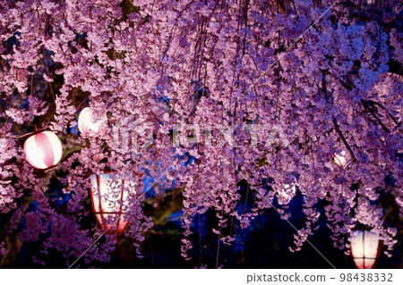 垂枝櫻花和燈籠點亮 垂枝櫻花和燈籠點亮 98438332
