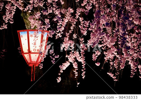 Light up of weeping cherry blossoms and lanterns Light up of weeping cherry blossoms and lanterns 98438333