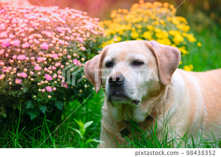Labrador retriever dog lying on the grass in the summer garden near blossoming chrysanthemum Labrador retriever dog lying on the grass in the summer garden near blossoming chrysanthemum 98438352