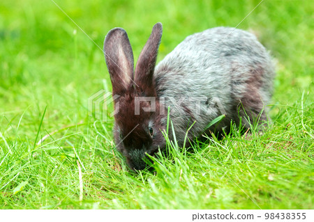 Brown rabbit walking on the green grass in the summer garden 98438355