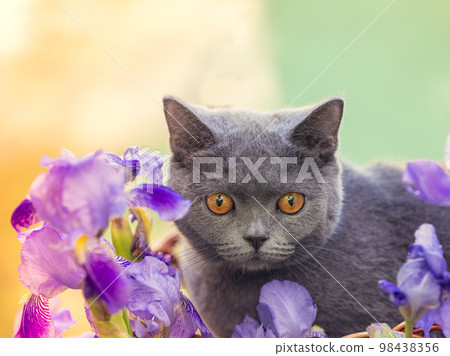 Cute Blue British Shorthair kitten sitting in iris flowers in the garden on a sunny day Cute Blue British Shorthair kitten sitting in iris flowers in the garden on a sunny day 98438356