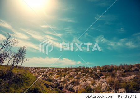 Blossom trees on the hills in early spring. Natural landscape 98438371
