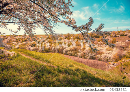 Blossom trees on the hills in early spring. Natural landscape 98438381