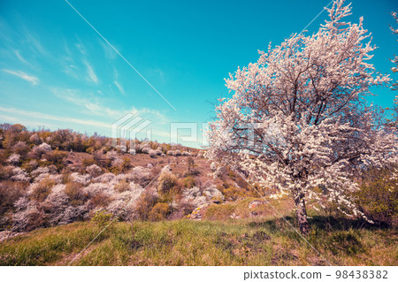 Blossom trees on the hills in early spring. Natural landscape Blossom trees on the hills in early spring. Natural landscape 98438382